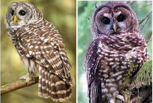 Barred Owl and Spotted Owl.JPG